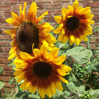 Create your own sunshine with Sunflowers