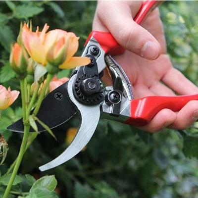 Essential Gardening Tools for the Garden