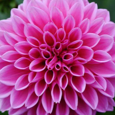 How to grow Dahlias from seed or tubers