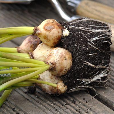 How to Dig Up and Divide Bulbs