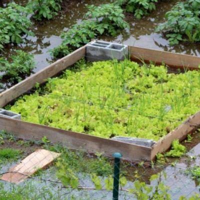 Rainproof Gardening & Recovering After Floods