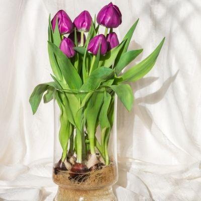 How to Grow and Force Bulbs Indoors