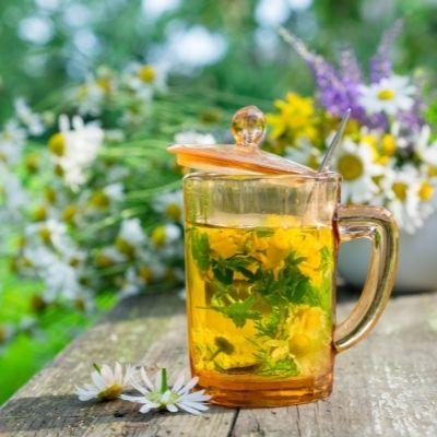 Grow Your Own Tea At Home