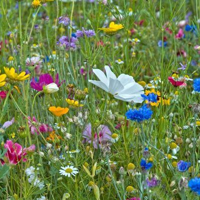 5 Reasons Why You Should be Planting a Wildflower Meadow