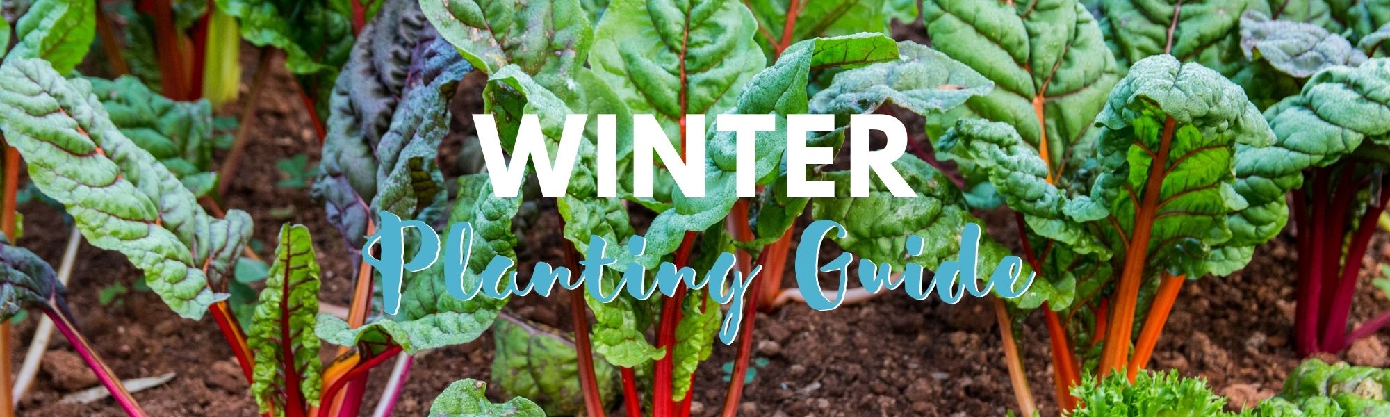 Winter Months Planting Guide