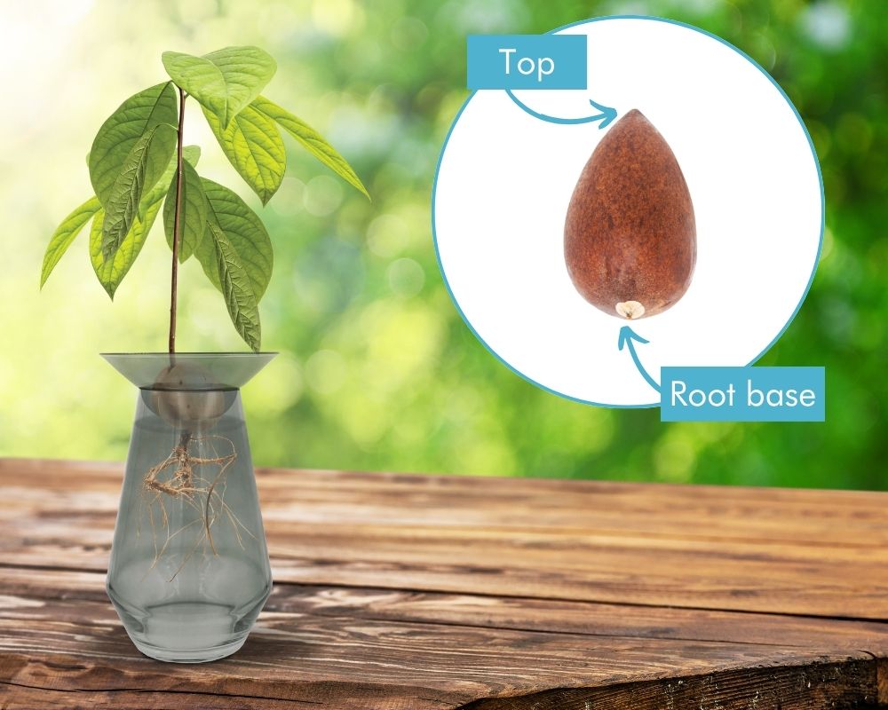 Avocado Seed Growing Vase