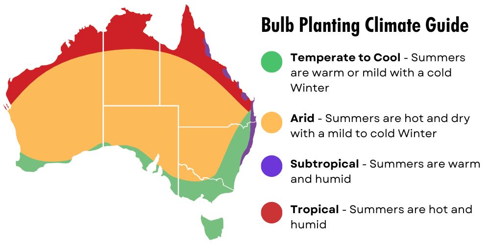 Bulb Climate Planting Guide