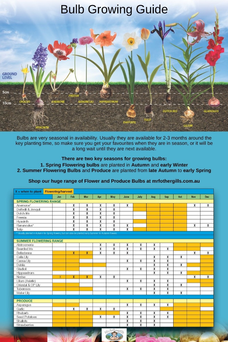 Bulb planting guide
