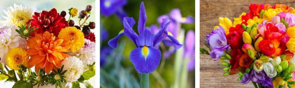 Dahlia, Dutch Iris, and Freesia bulbs cut for indoor flower arrangements