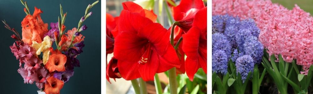 Some old favourites that make perfect cut flowers Gladioli, Hippeastrum, and Hyacinth, 