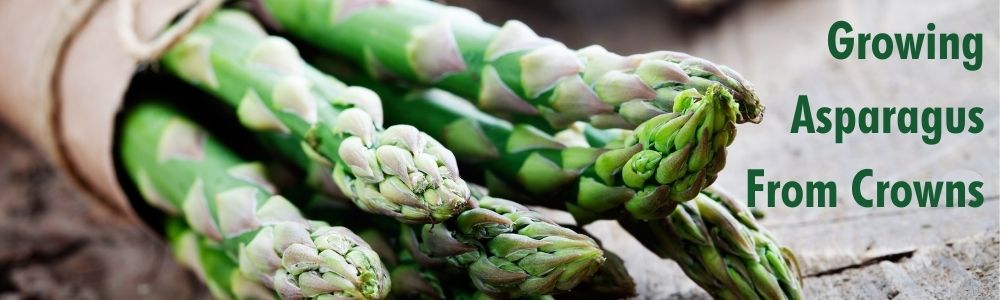 How to grow Asparagus crowns in Australia