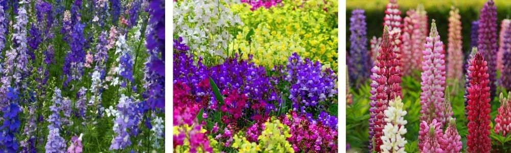 Larkspur, Linaria, Lupin cut flowers to grow at home