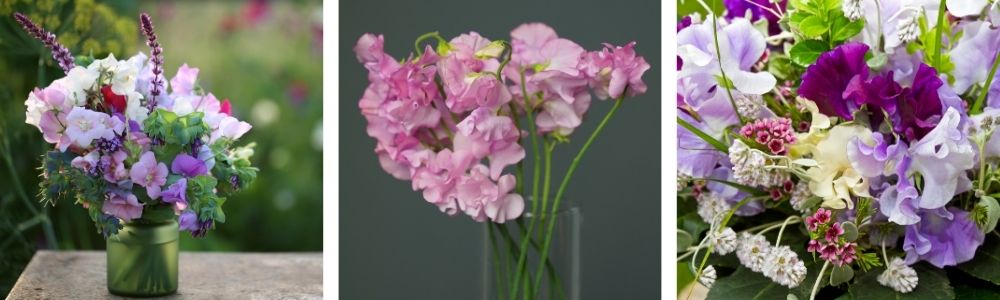 Sweet Peas are beautifully scented cut flowers