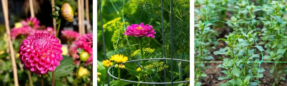 Some varieties benefit from staking to support their heavy blooms