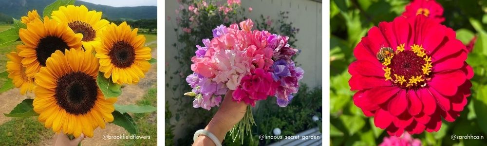 Why not grow Sunflower, Sweet Pea and Zinnia at home for cut flowers in the home.