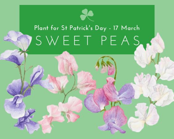 Sow Sweet peas for St Patrick's Day