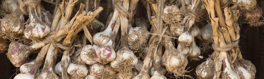 Curing homegrown garlic