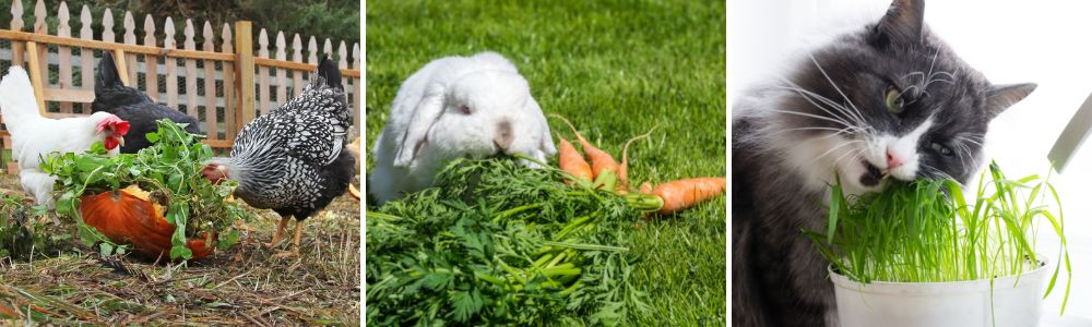 Plants to grow for your pets to eat
