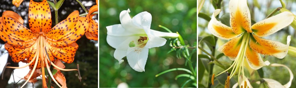 Oriental Lily, Asiatic Lily and Oriental Trumpet Lily
