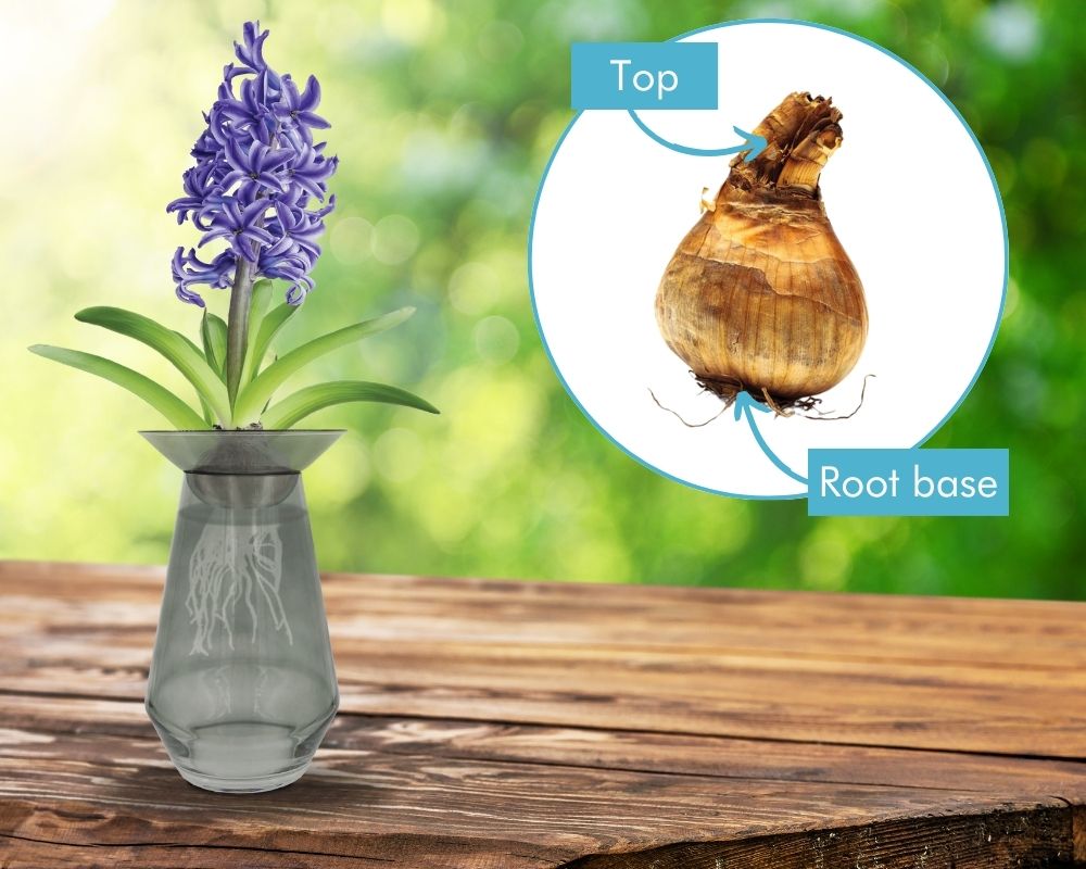 Hyacinth bulb growing vase