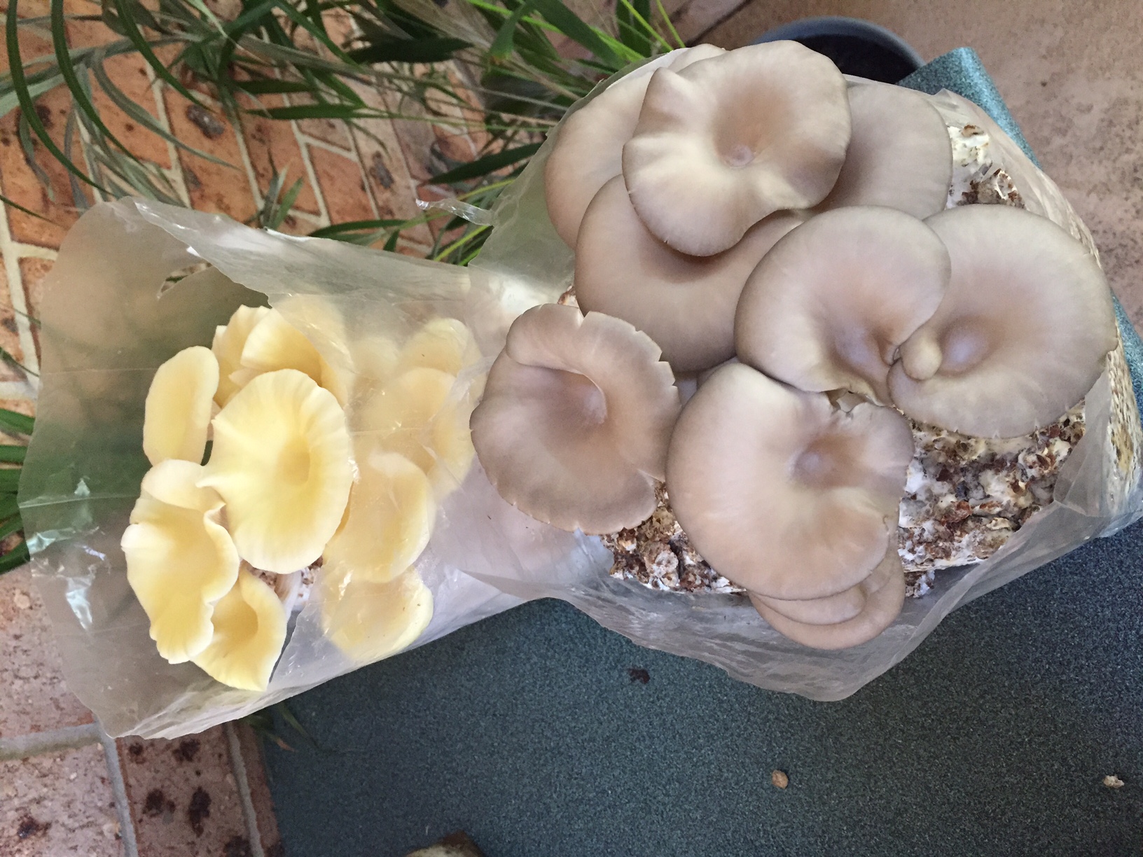 Mr Fothergill's Oyster Mushroom Kits Grown