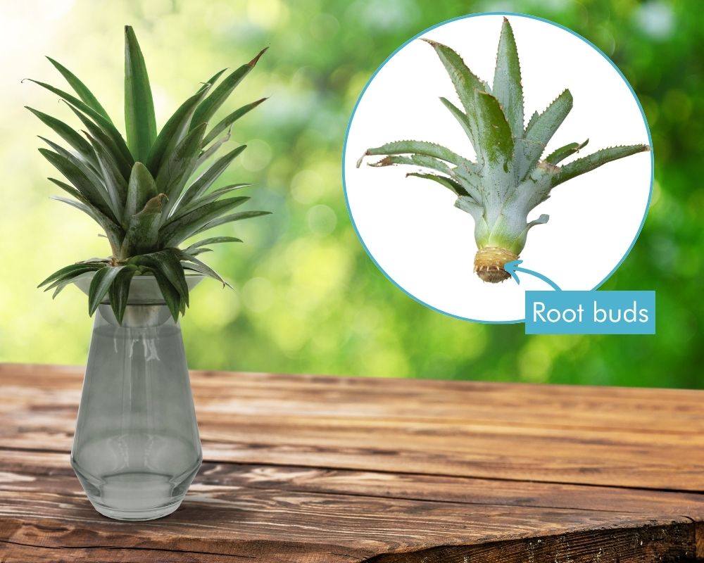 Pineapple growing vase