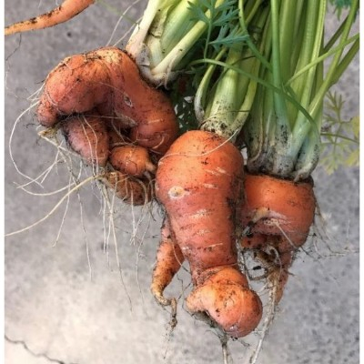 deformed carrots